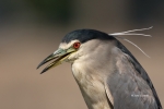 Black-crowned-Night-Heron;Heron;Male;Nycticorax-nycticorax;One;avifauna;bird;bir
